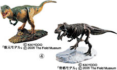 復元モデル＆骨格モデル
