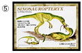 白石峰雄氏イラスト恐竜カード　「CARD‐O-SAURUS」